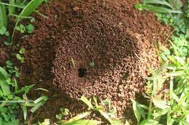 Photo of How to get rid of ants in the garden