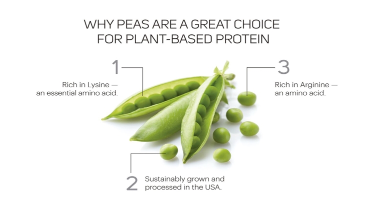 Photo of Benefits Of Using Plant Protein