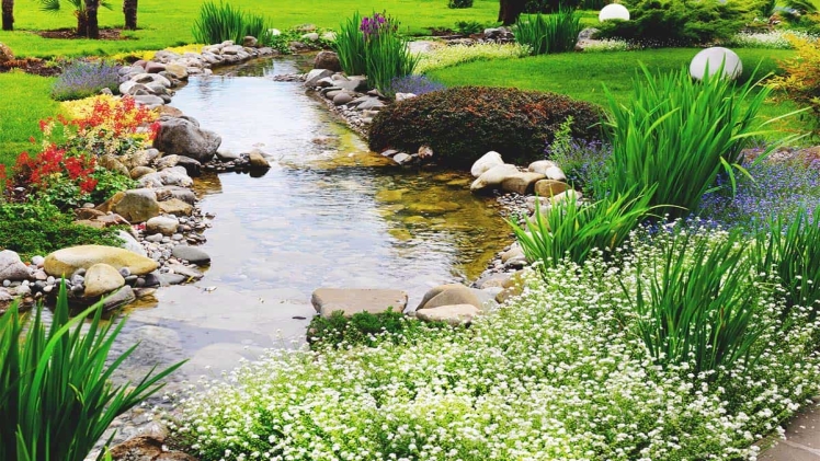 Photo of What to know before making your own water garden