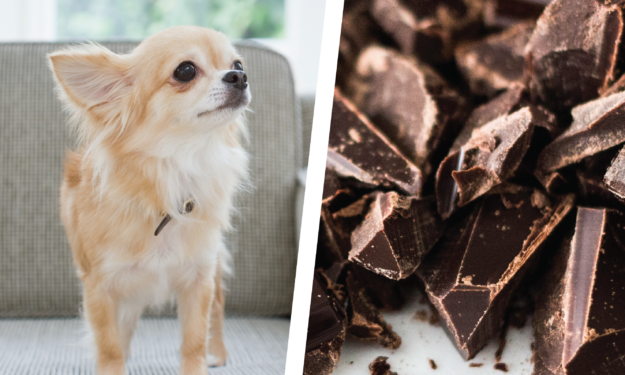 Photo of Why Chocolates are Sweet Poisons for Your Pet Dog.